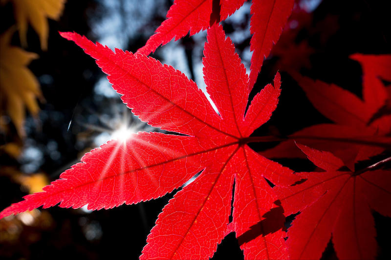 erable du japon exposition plein soleil feuilles rouges
