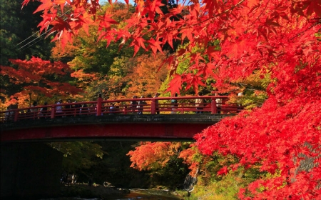 erable du japon taille arbre à feuillage rouge près d un pont