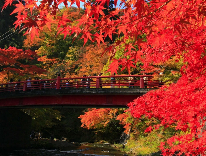 erable du japon taille arbre à feuillage rouge près d un pont