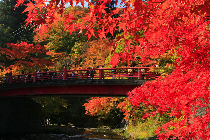 erable du japon taille arbre à feuillage rouge près d un pont