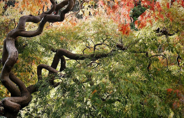 erable du japon taille arbre à feuillage vert rouge