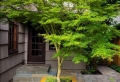 L’érable du japon – une plante offrant un spectacle de couleurs inoubliable