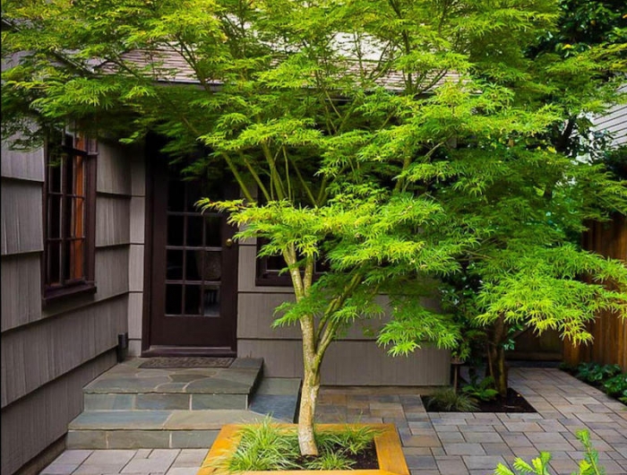 erable japonais arbre pour planter en jardin a feuilles vertes