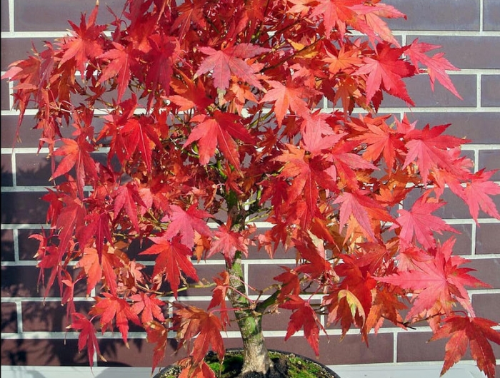 erable japonais nain plante d intérieur a feuillage rouge