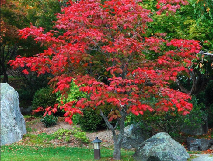 érable du japon jardin exotique avec bassin d eau et pierres