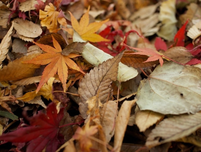 feuilles d automne couleur rouge et orange