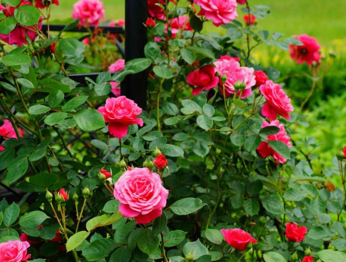 fleurs de saison septembre rosier rose au feuillage vert