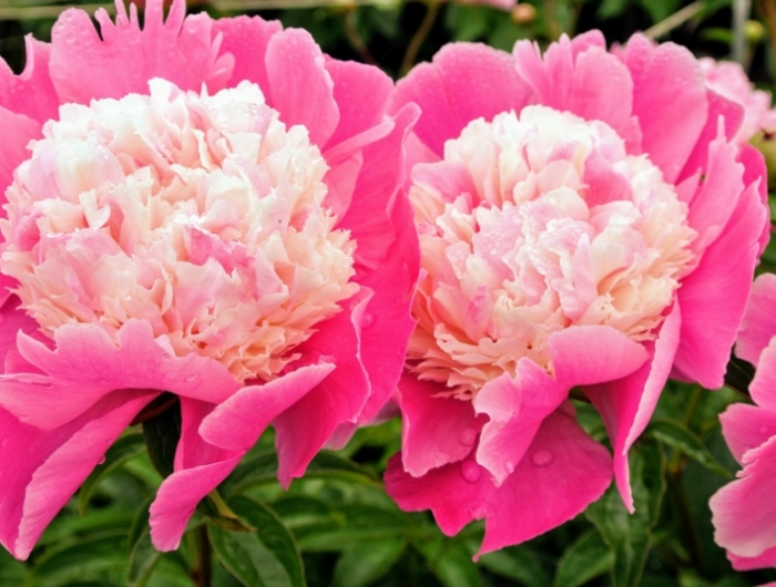 floraison pivoine floraison à forme double d une pivoine rose