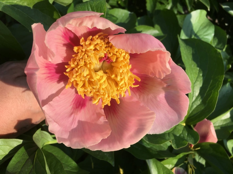 floraison pivoine floraison à forme simple d une pivoine rose