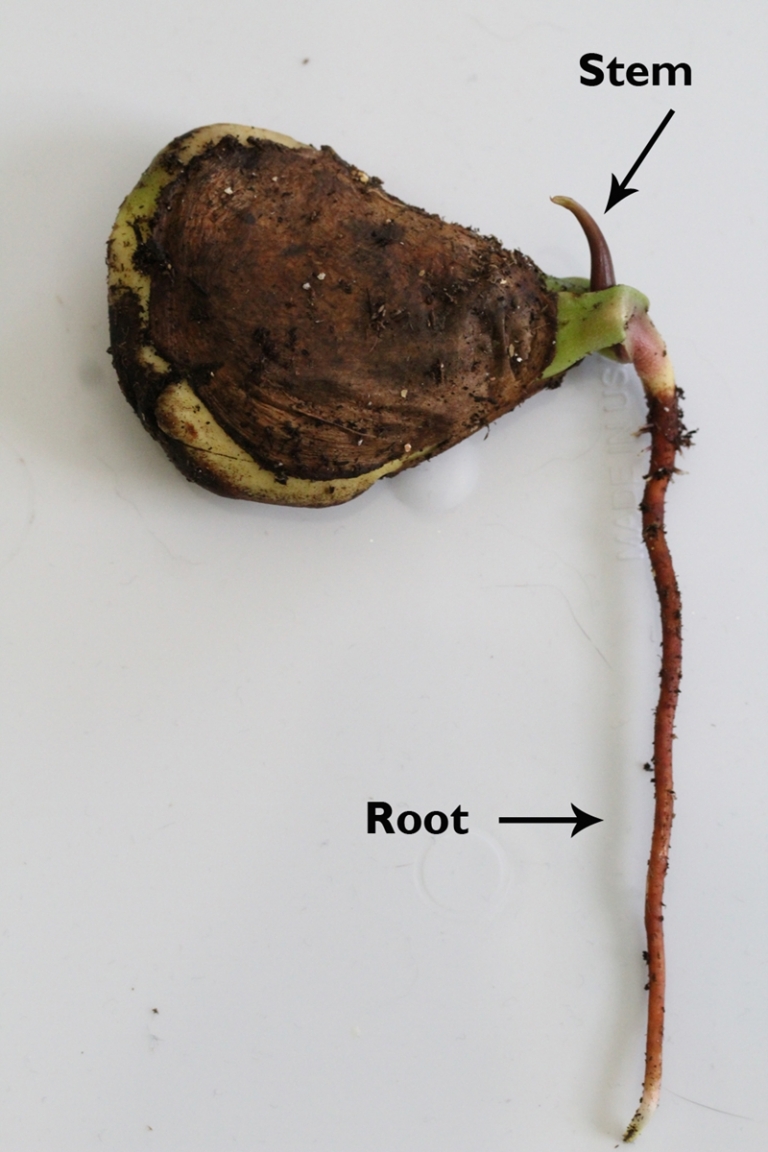 Planter un noyau de mangue les secrets pour faire pousser l'arbre — free download