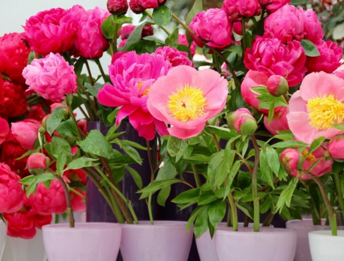 pivoine en pot des pivoines roses et rouges en pot