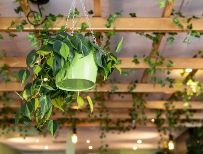 plafond avec poutres bois apparentes plante grimpante interieur crochets suspension