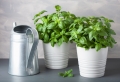 Basilic en pot – nos conseils et astuces comment le cultiver