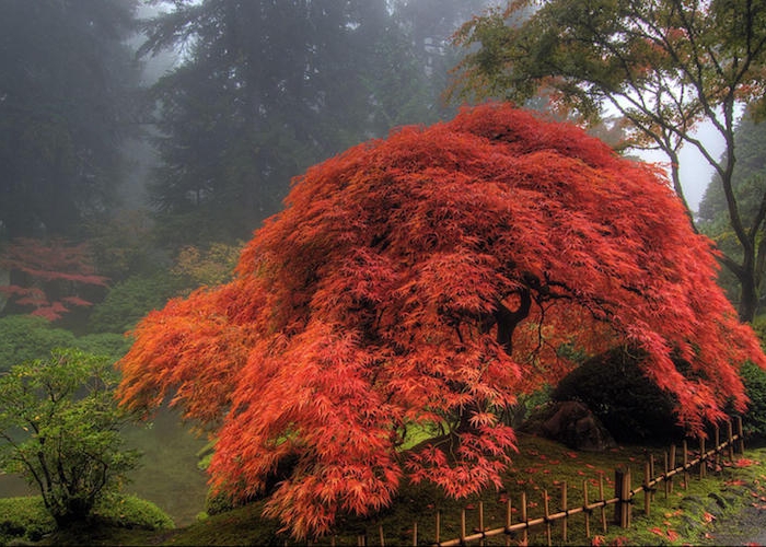 plantation erable du japon en pleine terre arbre à feuilles rouges
