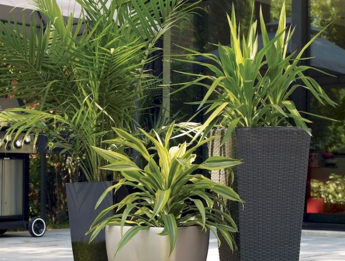 plante exterieur plein soleil palmiers grands pots
