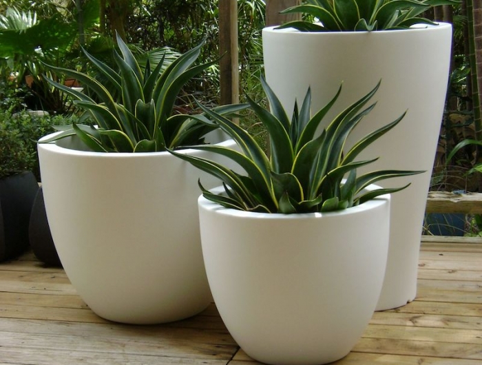 plante grasse exterieur sans entretien agave en pot