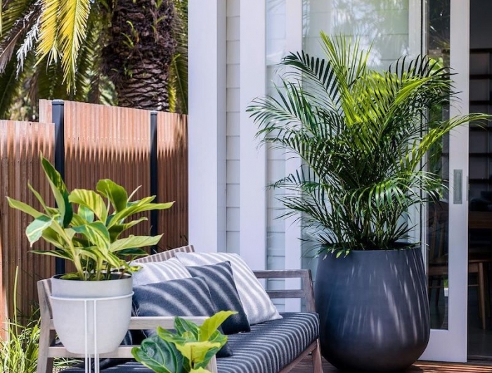 plante increvable exterieur palmier sur la terrasse