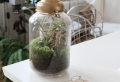 Terrarium aux plantes grasses : comment créer un mini jardin ?