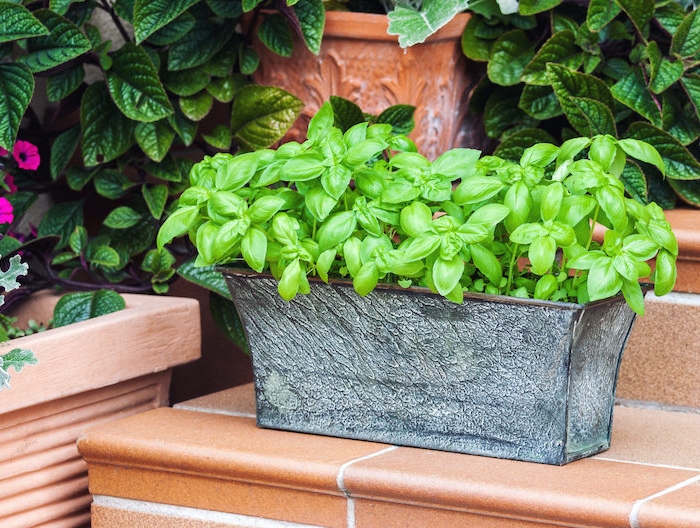 potted fresh basil outdoors