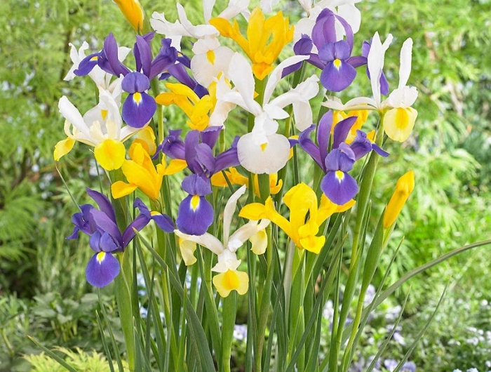 planter des iris exemple fleurs de septembre semis