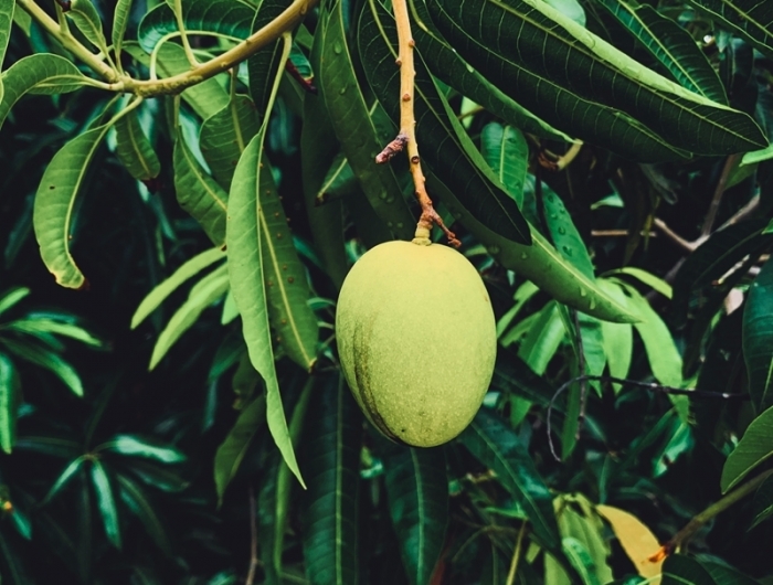 planter noyau mangue arbre jardin cultivation fruits tropicaux maison