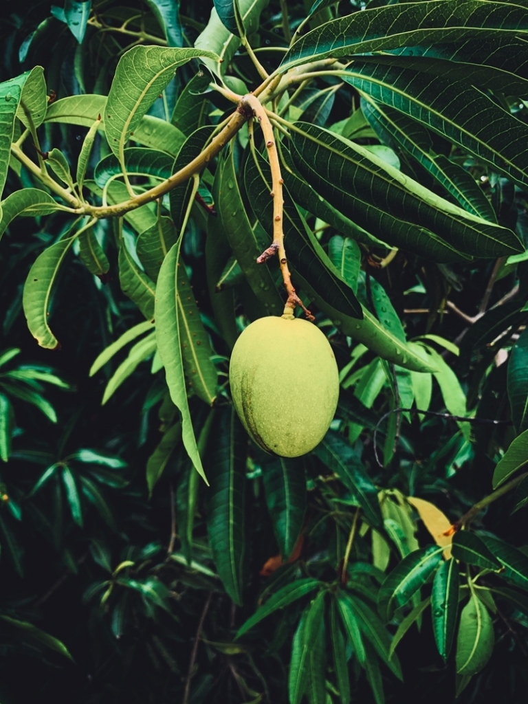 Planter Un Noyau De Mangue Les Secrets Pour Faire Pousser L Arbre Tropical Chez Soi