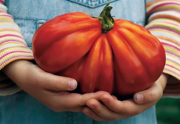 purin d ortie tomate un enfant qui tient une tomate énorme