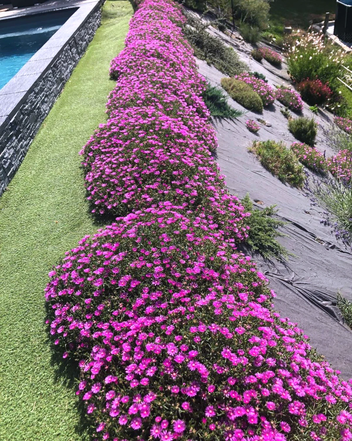 quelles plantes pour un terrain en pente buisson fleurs violettes