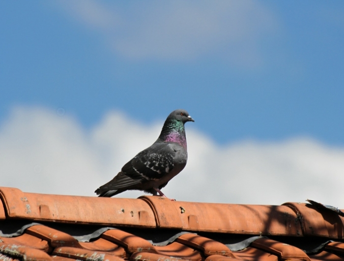 recette de grand mere pour faire fuir les pigeons