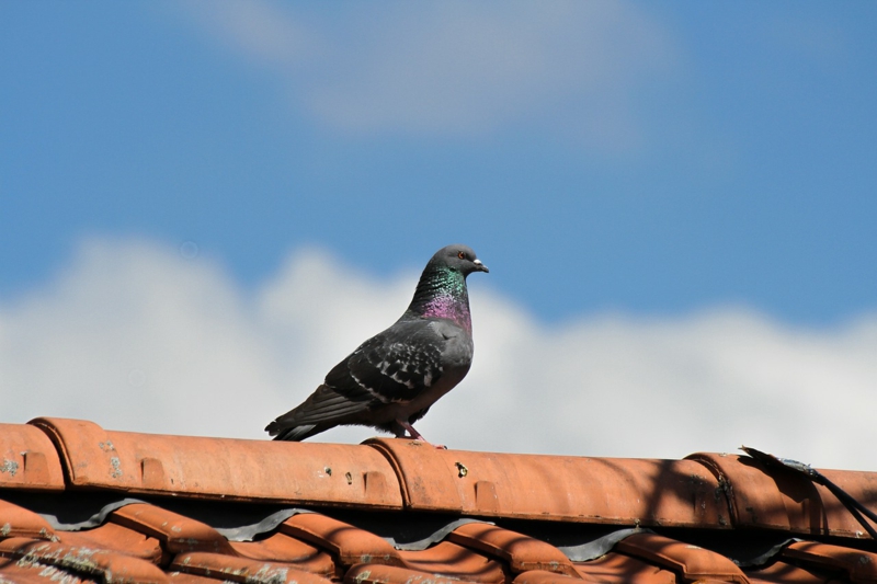 Pics anti-Pigeons : la solution efficace pour les faire fuir ?