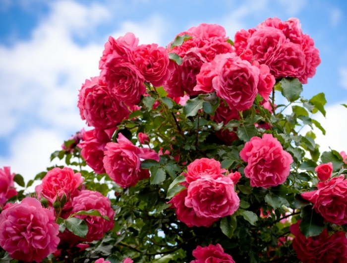 sel d epsom dans le jardinage un rosier rose et le ciel