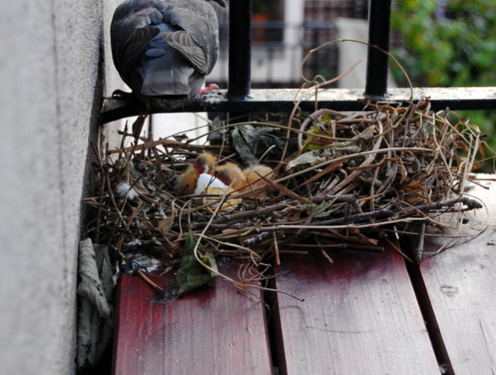 trucs pour éloigner les oiseaux un nid de pigeon sur le balcon