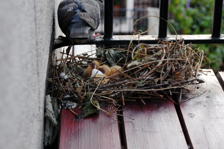 Comment faire fuir les pigeons – nous avons trouvé la solution