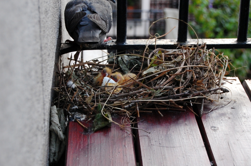 trucs pour éloigner les oiseaux un nid de pigeon sur le balcon
