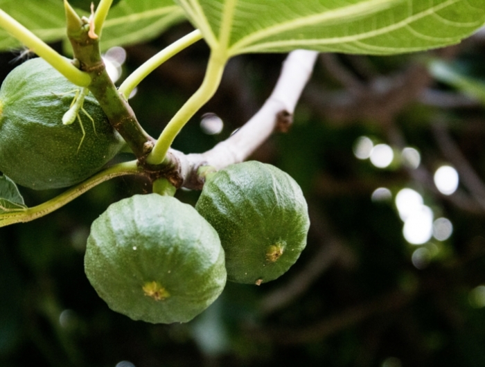 bienfaits de la figue le figuier qui donne des fruits verts