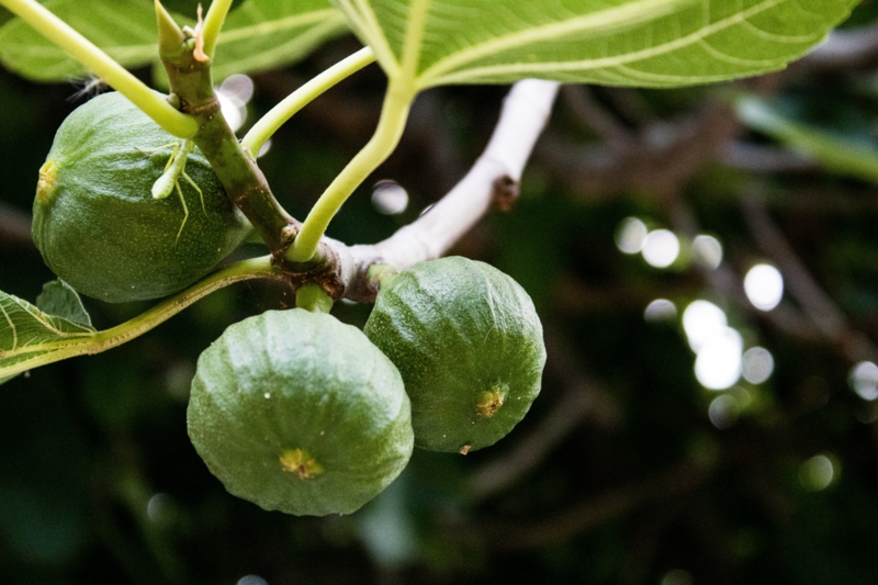 bienfaits de la figue le figuier qui donne des fruits verts