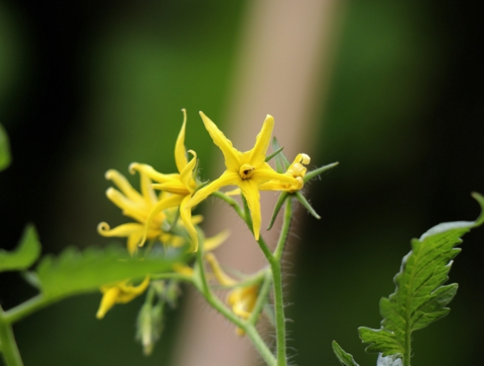 free image/jpeg resolution: 5472x3648, file size: 4.67mb, yellow blooming tomato flowers close up on blurred background