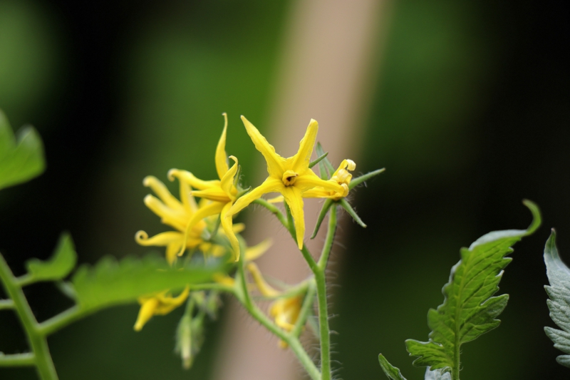 free image/jpeg resolution: 5472x3648, file size: 4.67mb, yellow blooming tomato flowers close up on blurred background