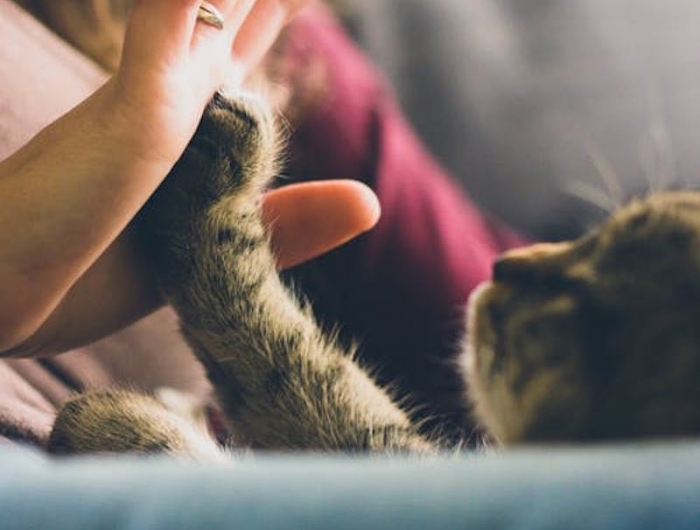 chat qui ronronne pour monter qu il est contencte ronronnement de plaisir