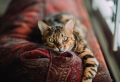 Assurance pour chien et chat : comment bien la choisir ?