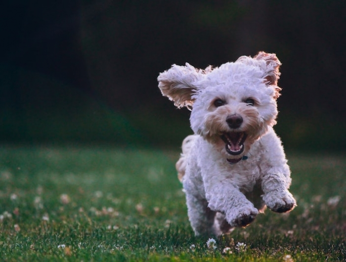 chien qui coure sur une pelouse verte