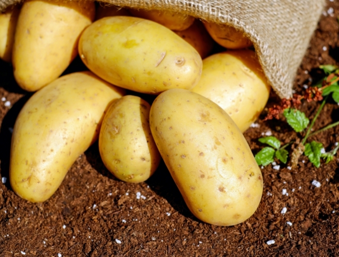 comment conserver les pommes de terre un sac de pomme de terre