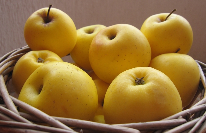 comment conserver les pommes pommes jaunes golden delicious dans un panier