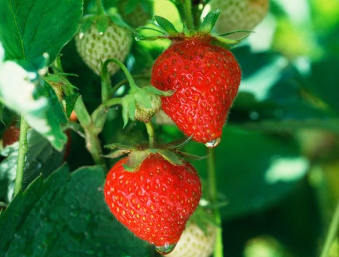 comment planter des fraisiers et les soigner pour avoir de bons fruits