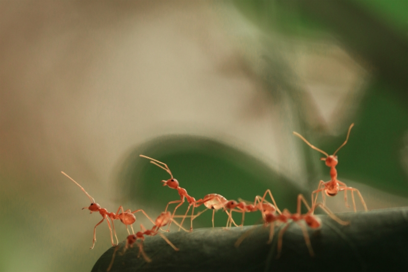 comment éloigner les fourmis de jardin avec bicarbonate soude