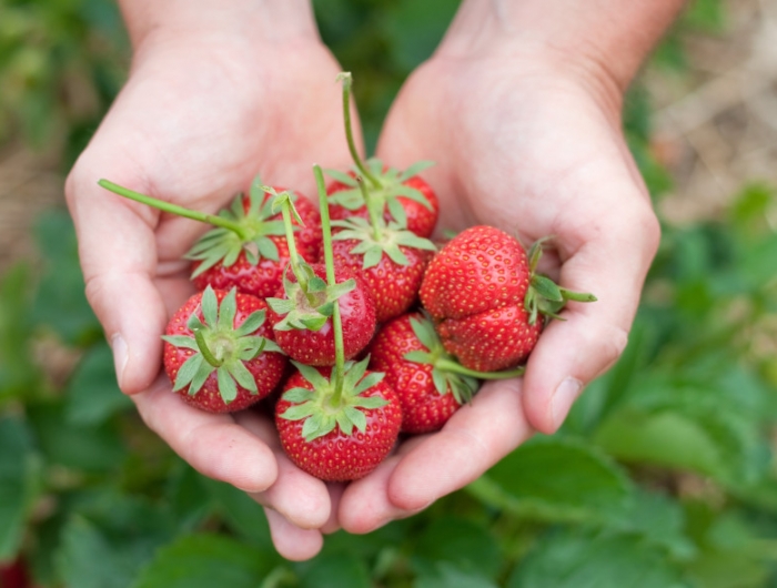 culture fraise comment l entretenrir et soigner pour avoir de bons fruits bio