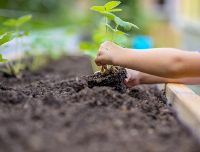 child planting strawberry seedling in to a fertile soil