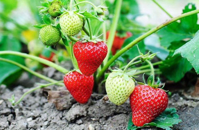 entretien des fraisiers plantés en pleine terre soins pour avoir de bons fruits