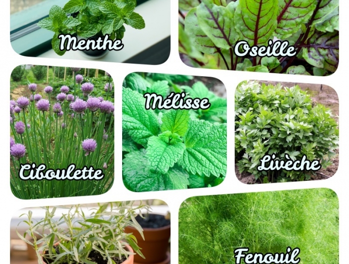 exemple de jardinière herbes aromatiques liste plante aromatique feuillage caduc