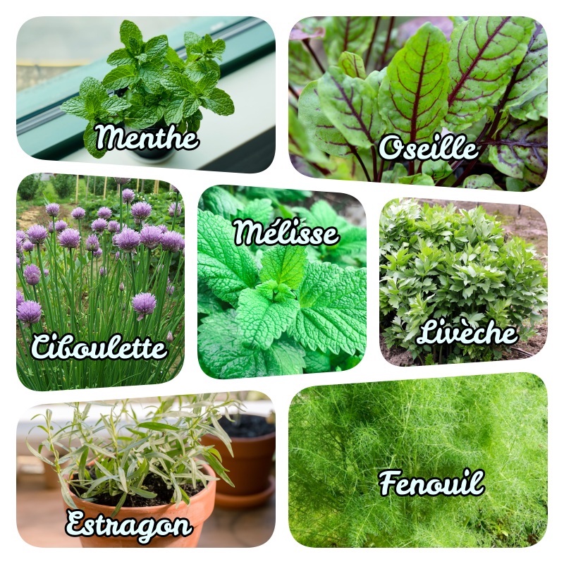 exemple de jardinière herbes aromatiques liste plante aromatique feuillage caduc